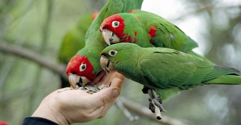 The Wild Parrots of the Telegraph Hill