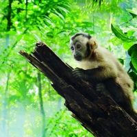 Amazonia. Przygody małpki Sai