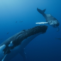 Pieśni Wielorybów