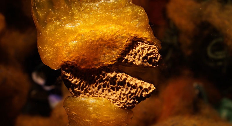 Physarum polycephalum