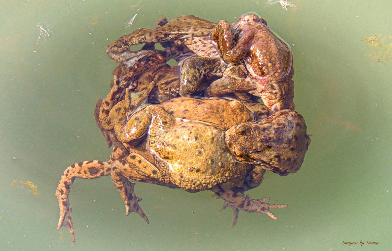 Święto ropuchy